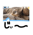 横山家のお猫様4デカめバージョン（個別スタンプ：13）