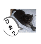 横山家のお猫様4デカめバージョン（個別スタンプ：14）