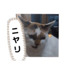 横山家のお猫様4デカめバージョン（個別スタンプ：15）