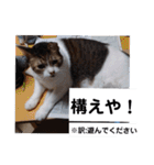 横山家のお猫様4デカめバージョン（個別スタンプ：16）