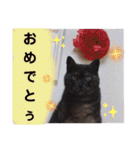 横山家のお猫様4デカめバージョン（個別スタンプ：17）