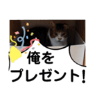 横山家のお猫様4デカめバージョン（個別スタンプ：18）