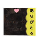 横山家のお猫様4デカめバージョン（個別スタンプ：19）
