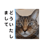 横山家のお猫様4デカめバージョン（個別スタンプ：20）