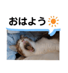 横山家のお猫様4デカめバージョン（個別スタンプ：21）