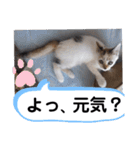 横山家のお猫様4デカめバージョン（個別スタンプ：22）