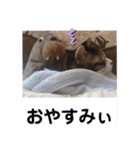 横山家のお猫様4デカめバージョン（個別スタンプ：23）