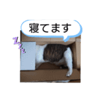 横山家のお猫様4デカめバージョン（個別スタンプ：24）