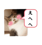 横山家のお猫様4デカめバージョン（個別スタンプ：26）