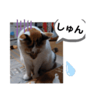 横山家のお猫様4デカめバージョン（個別スタンプ：27）