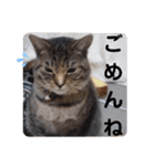 横山家のお猫様4デカめバージョン（個別スタンプ：28）