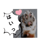 横山家のお猫様4デカめバージョン（個別スタンプ：29）