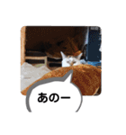 横山家のお猫様4デカめバージョン（個別スタンプ：30）