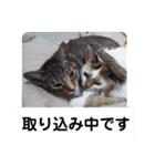 横山家のお猫様4デカめバージョン（個別スタンプ：31）