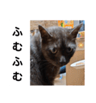 横山家のお猫様4デカめバージョン（個別スタンプ：32）