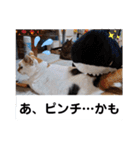 横山家のお猫様4デカめバージョン（個別スタンプ：33）
