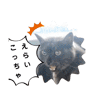 横山家のお猫様4デカめバージョン（個別スタンプ：34）