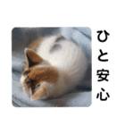 横山家のお猫様4デカめバージョン（個別スタンプ：35）
