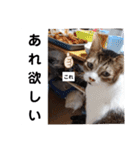 横山家のお猫様4デカめバージョン（個別スタンプ：36）