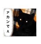横山家のお猫様4デカめバージョン（個別スタンプ：37）