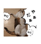 横山家のお猫様4デカめバージョン（個別スタンプ：38）