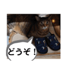 横山家のお猫様4デカめバージョン（個別スタンプ：39）