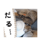 横山家のお猫様4デカめバージョン（個別スタンプ：40）