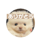 ポメラニアンのみそ（個別スタンプ：1）