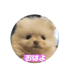 ポメラニアンのみそ（個別スタンプ：2）