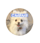 ポメラニアンのみそ（個別スタンプ：4）