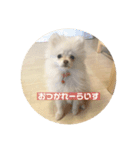 ポメラニアンのみそ（個別スタンプ：6）