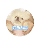 ポメラニアンのみそ（個別スタンプ：7）