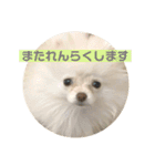 ポメラニアンのみそ（個別スタンプ：8）