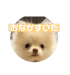 ポメラニアンのみそ（個別スタンプ：12）