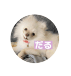 ポメラニアンのみそ（個別スタンプ：14）