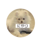 ポメラニアンのみそ（個別スタンプ：15）