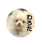 ポメラニアンのみそ（個別スタンプ：16）