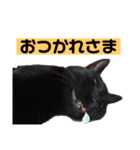 猫とうさぎの挨拶スタンプ☆ちろみるこ（個別スタンプ：26）