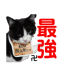 猫とうさぎの挨拶スタンプ☆ちろみるこ（個別スタンプ：27）