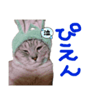 猫とうさぎの挨拶スタンプ☆ちろみるこ（個別スタンプ：29）