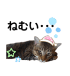 猫とうさぎの挨拶スタンプ☆ちろみるこ（個別スタンプ：30）