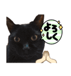 猫とうさぎの挨拶スタンプ☆ちろみるこ（個別スタンプ：31）