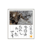 猫とうさぎの挨拶スタンプ☆ちろみるこ（個別スタンプ：33）