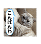 猫とうさぎの挨拶スタンプ☆ちろみるこ（個別スタンプ：34）