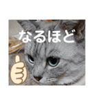 猫とうさぎの挨拶スタンプ☆ちろみるこ（個別スタンプ：35）