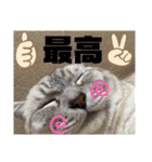 猫とうさぎの挨拶スタンプ☆ちろみるこ（個別スタンプ：36）