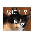 猫とうさぎの挨拶スタンプ☆ちろみるこ（個別スタンプ：37）