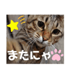 猫とうさぎの挨拶スタンプ☆ちろみるこ（個別スタンプ：39）