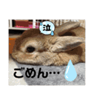 猫とうさぎの挨拶スタンプ☆ちろみるこ（個別スタンプ：40）