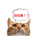 猫猫猫猫スタンプレゼントにどうぞ！！（個別スタンプ：1）